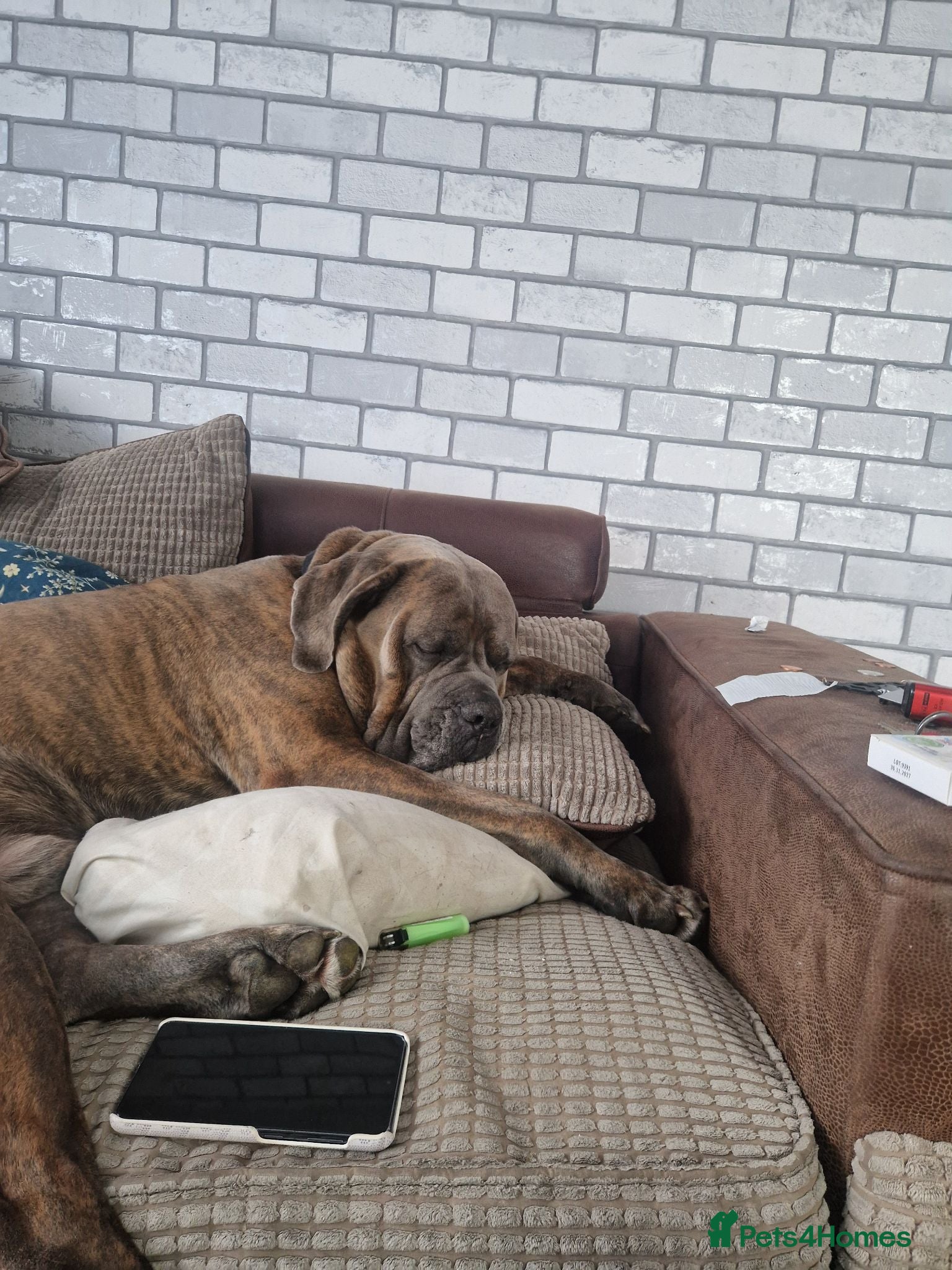 Cane Corso dogs Male corso loki - Advert 2