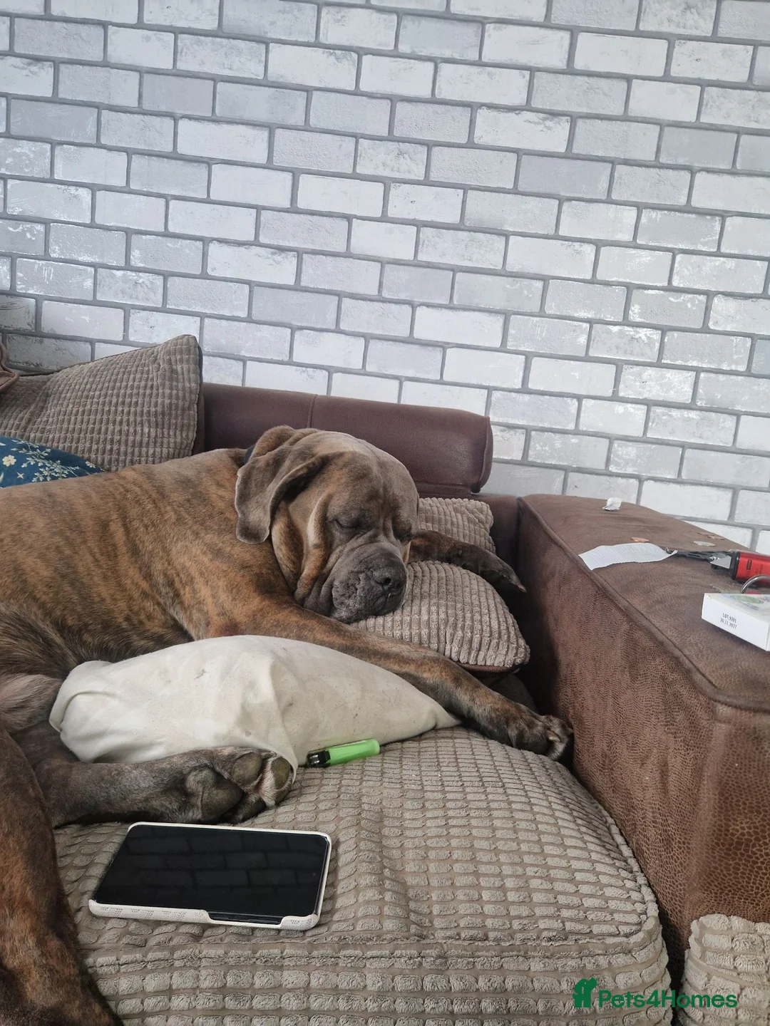 Cane Corso dogs for stud: Male corso loki in Newton Abbot - Advert 2