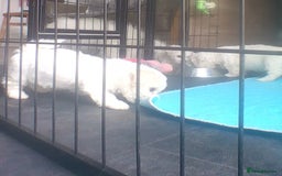 Bichon Frise dogs for sale: KC. REG BICHON FRISE PUPS - Advert 4