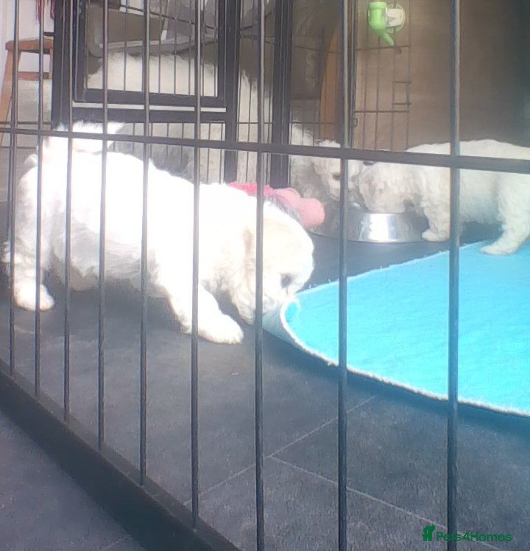 Bichon Frise dogs for sale: KC. REG BICHON FRISE PUPS - Advert 4