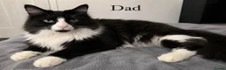 Mixed Breed cats for sale: 4 BEAUTIFUL KITTENS READY FOR FOREVER HOMES - Advert 7