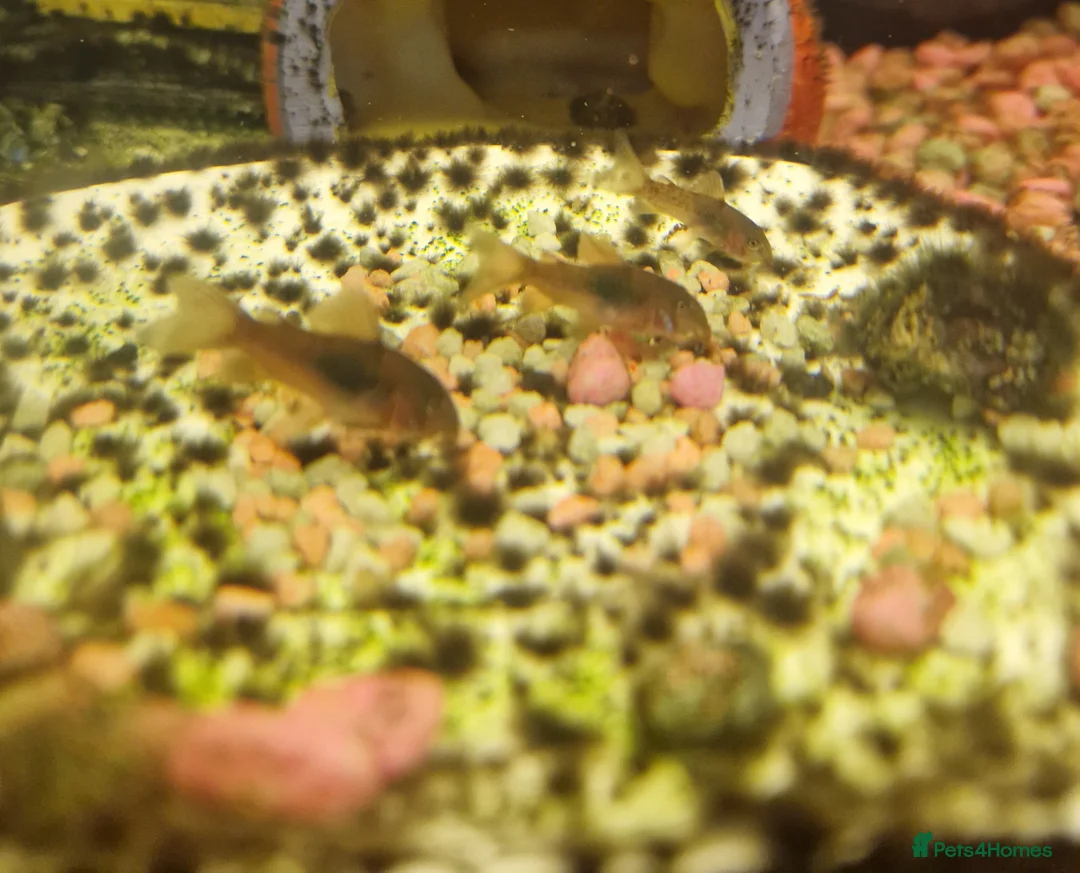 Corys fish for sale: Bronze Corydoras for sale  - Advert 1