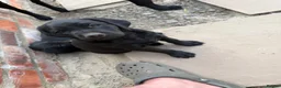 Labrador Retriever dogs for sale: Black Labrador pups for sale - Advert 3