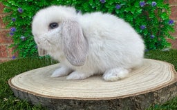 Mini Lop rabbits for sale: Stunning mini lops - Image 24