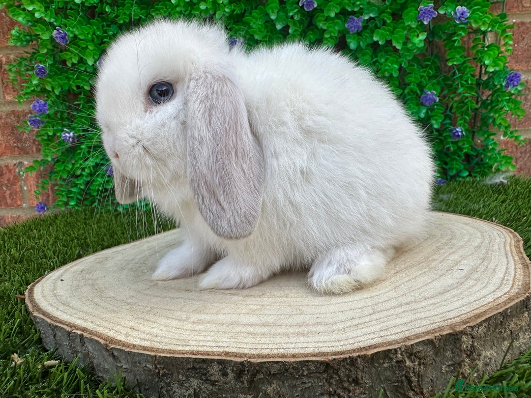 Mini Lop rabbits for sale: Stunning mini lops - Image 24
