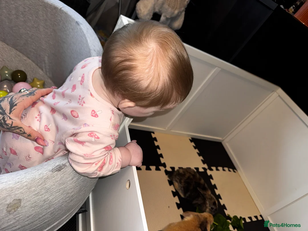 Mini Lop rabbits for sale: Beautiful mini lop bunnies - Advert 11