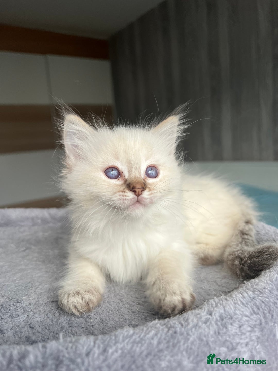 Ragdoll cats for sale: GCCF Ragdoll kittens for sale - Advert 25