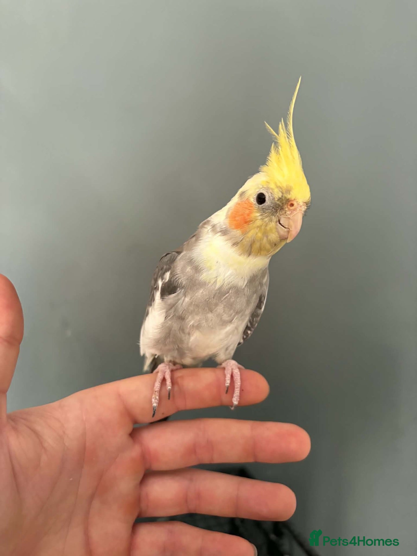 Cockatiels birds Handtame female cockatiel  - Advert 1