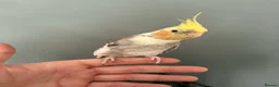 Cockatiels birds for sale: Handtame female cockatiel  - Advert 1