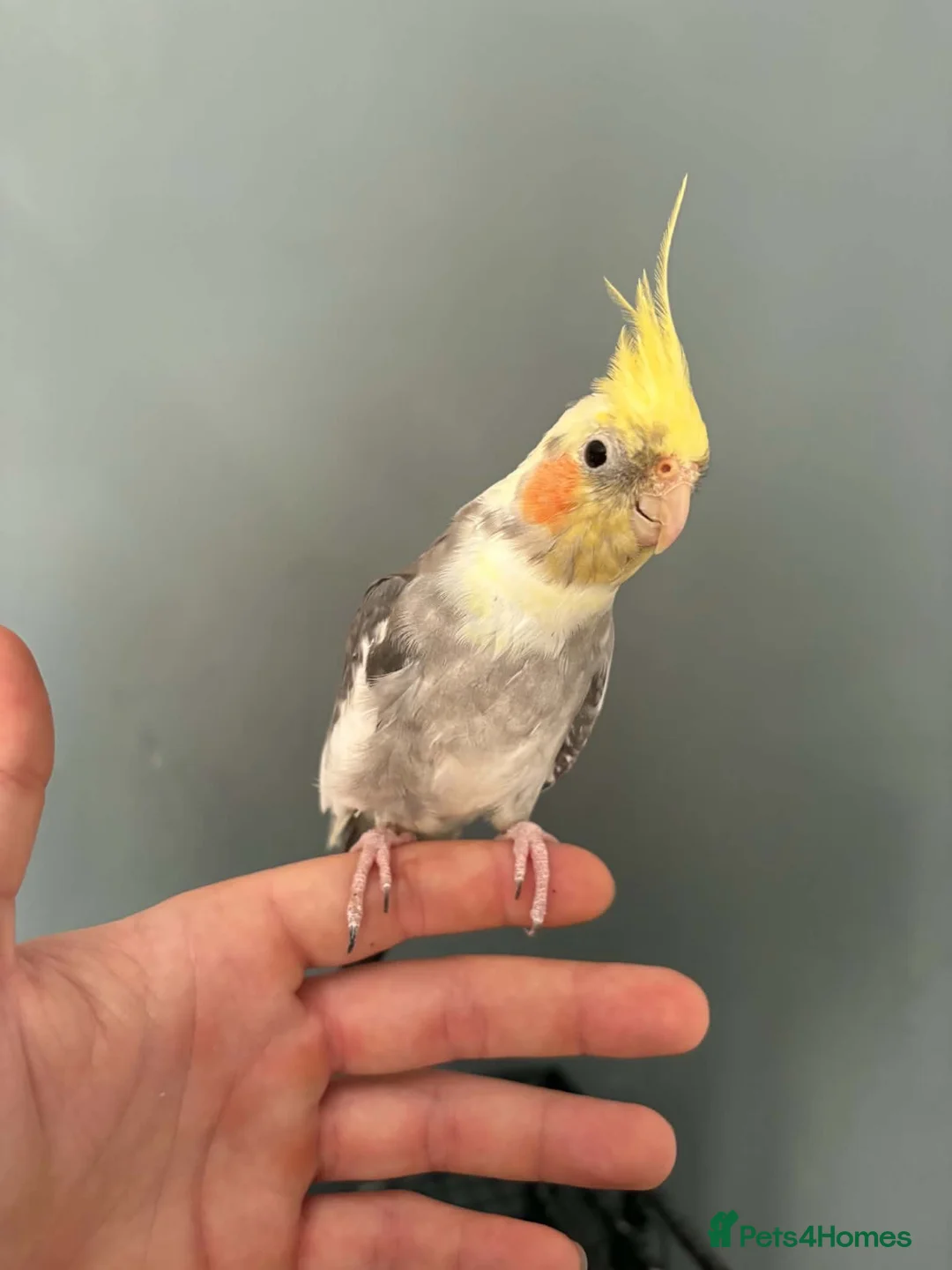 Cockatiels birds for sale: Handtame female cockatiel  - Advert 1