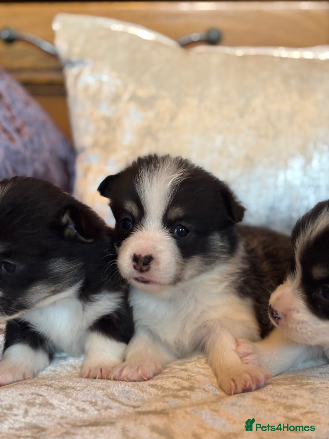 Welsh Corgi Pembroke dogs for sale: Pedigree, health tested parents, licensed breeder - Image 13