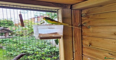Budgerigars birds - Advert 2
