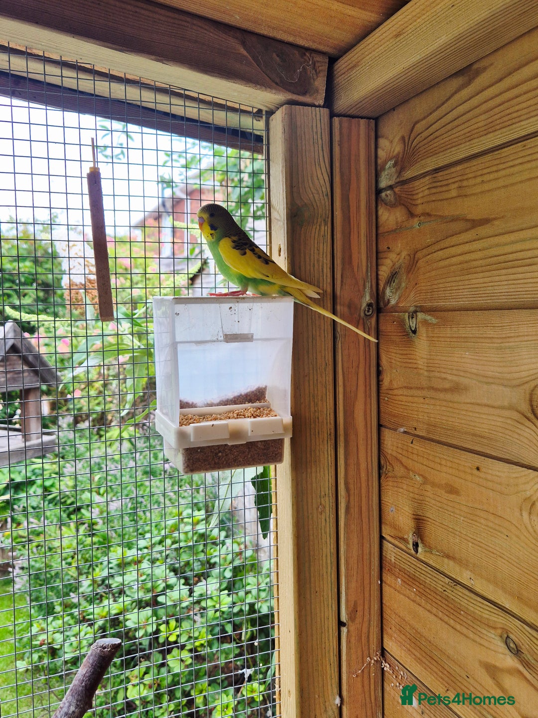 Budgerigars birds for sale: Baby budgies and zebra finches for sale - Image 2