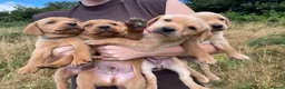 Labrador Retriever dogs for sale: Gorgeous fox red and yellow Labrador puppies  - Advert 9