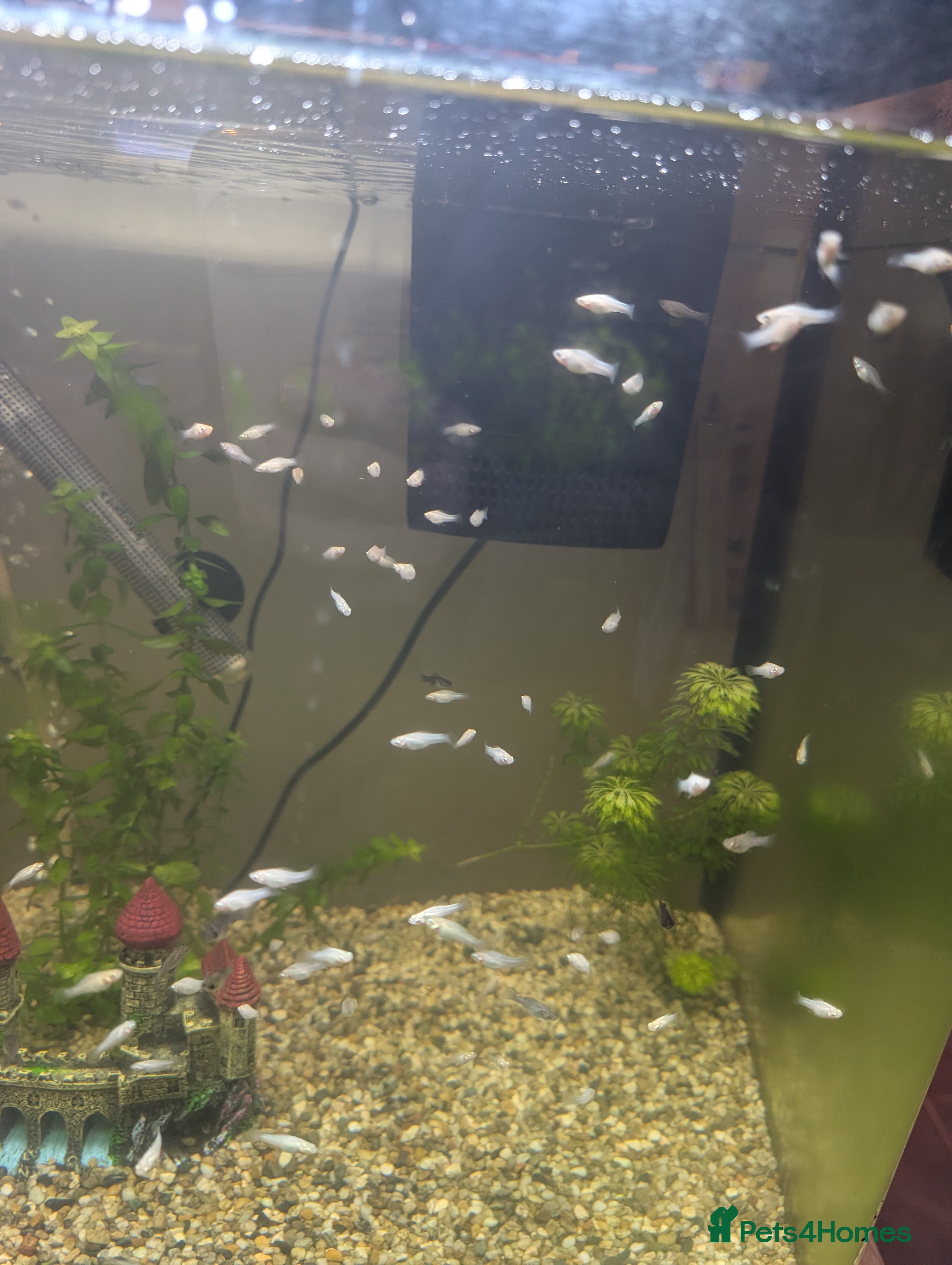 Mollies fish Baby mollie  - Advert 2