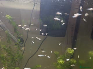 Mollies fish Baby mollie - Advert 21