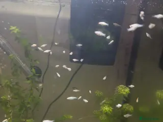 Mollies fish Baby mollie - Advert 2