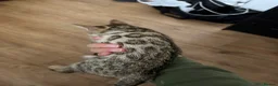 Bengal cats for sale: 1 bengal kitten LEFT! READY NOW! - Advert 5