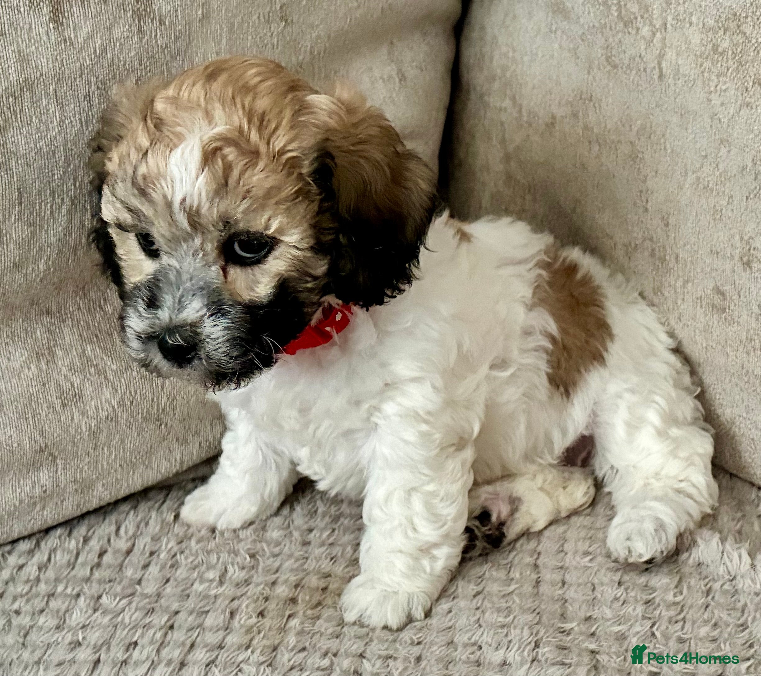 Mixed Breed dogs La chon  - Advert 2