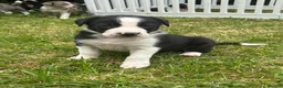 Border Collie dogs for sale: Working Border collie puppies  - Advert 36