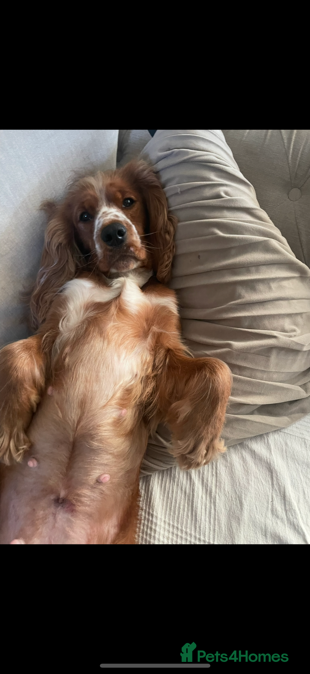 Cocker Spaniel dogs for sale: Beautiful show cocker spaniel  - Image 9