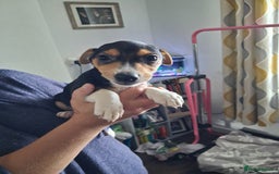 Jack Russell dogs for sale: Jack Russell puppies - Image 2
