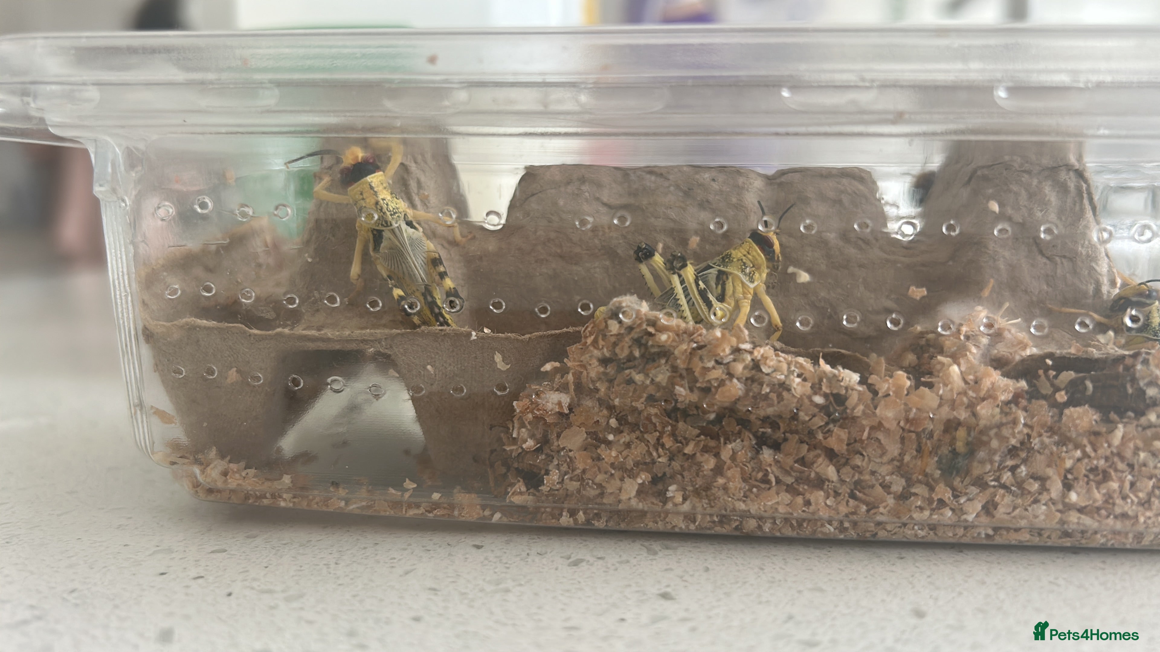 Mixed Breed invertebrates Grasshoppers for sale (9) in Truro - Advert 8