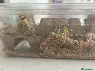 Mixed Breed invertebrates Grasshoppers for sale (9) in Truro - Advert 8