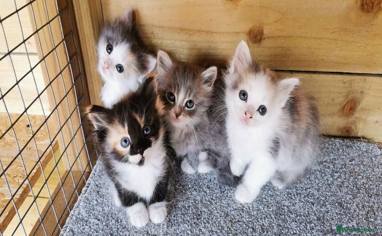 Siberian cats - Advert 2