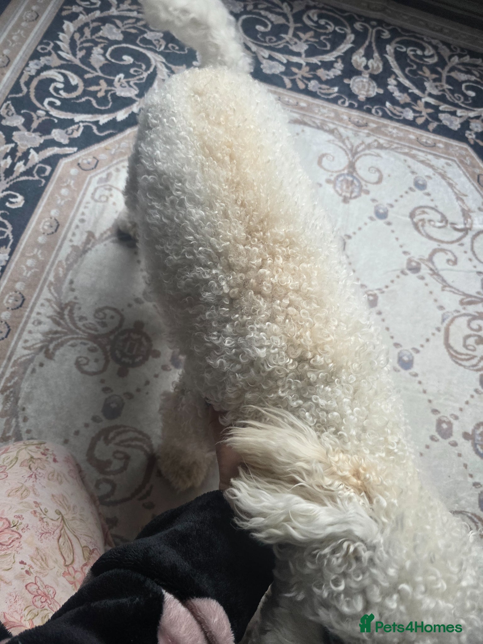 Bichon Frise dogs for sale: Teddy in Sheffield - Advert 9