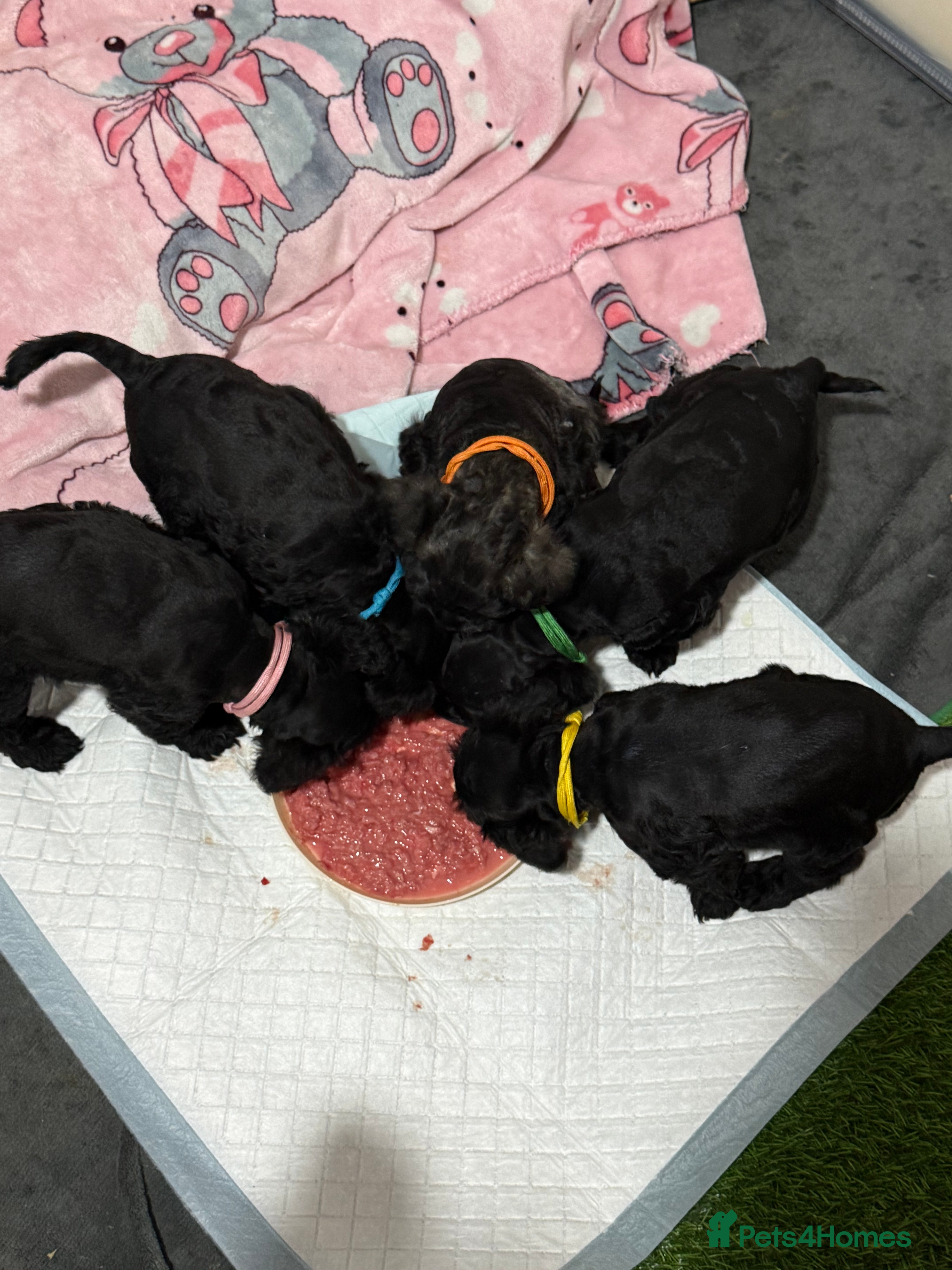 Mixed Breed dogs F1 Schnoodle Puppies all girl Litter ready March  - Advert 1