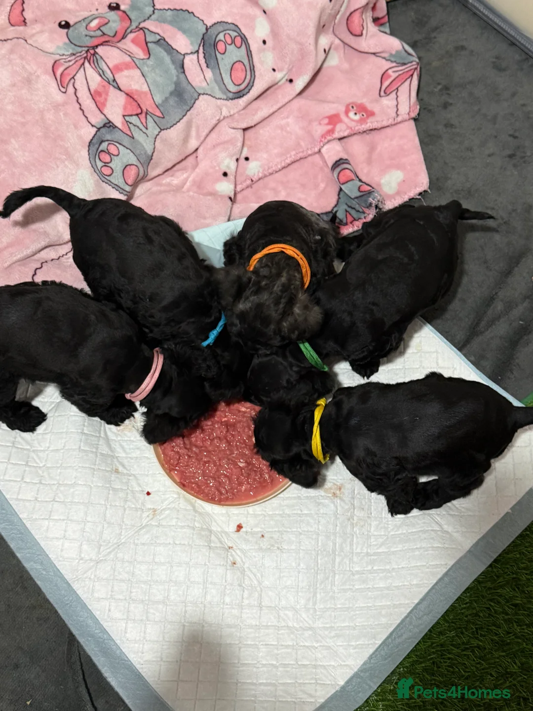 Mixed Breed dogs for sale: F1 Schnoodle Puppies all girl Litter ready March  - Advert 2