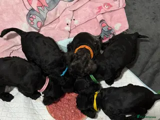 Mixed Breed dogs F1 Schnoodle Puppies all girl Litter ready March - Advert 1