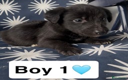 Mixed Breed dogs for sale: Bedlington whippet puppies - Image 5