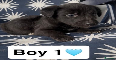 Mixed Breed dogs Bedlington whippet puppies - Advert 12