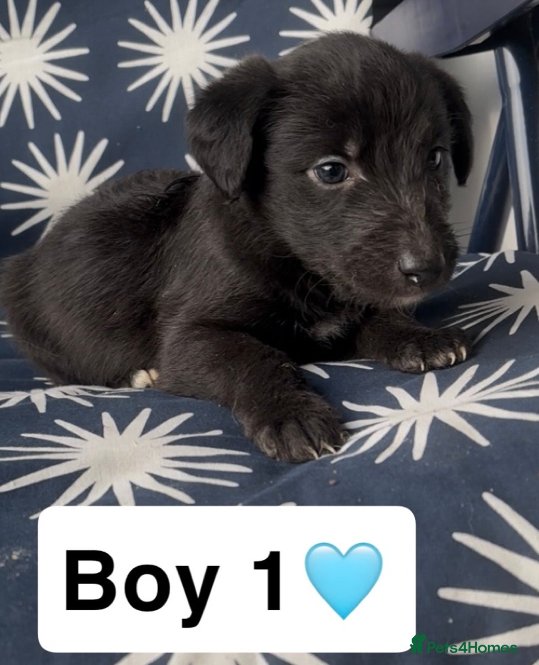 Mixed Breed dogs for sale: Bedlington whippet puppies - Image 5