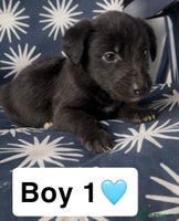 Mixed Breed dogs Bedlington whippet puppies - Advert 12