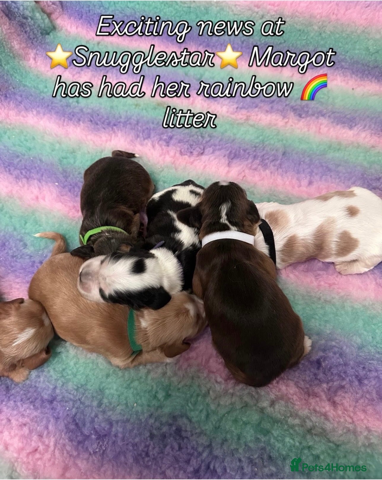 Cocker Spaniel dogs Stunning KC Reg Show type Cocker Spaniel puppies  - Advert 1