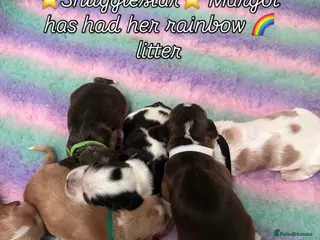 Cocker Spaniel dogs Stunning KC Reg Show type Cocker Spaniel puppies - Advert 5