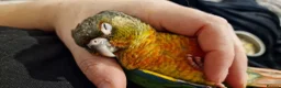Conures birds for sale: Super adorable fully hand reared baby conures  - Advert 15