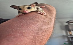 Sugar Glider rodents for sale: Breeding pair of  sugar gliders ready 13th sept   - Image 2