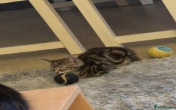 Mixed Breed cats for sale: Mixed Maine coon & bengal kitten - Image 2