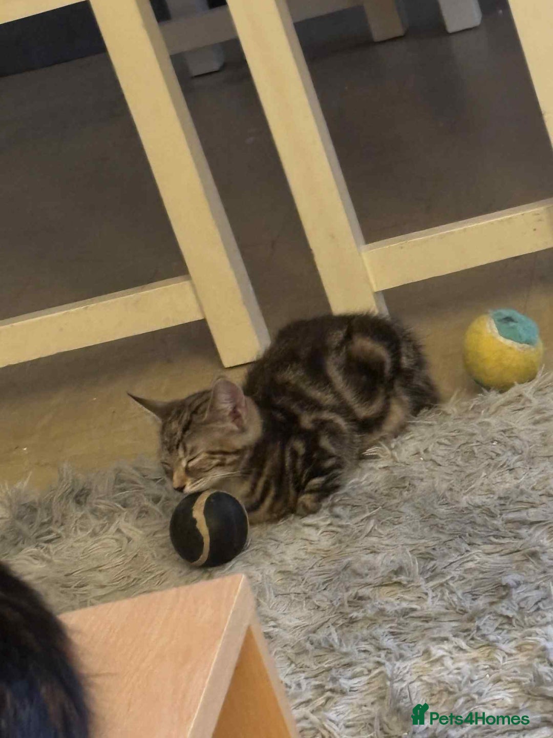 Mixed Breed cats for sale: Mixed Maine coon & bengal kitten - Image 2