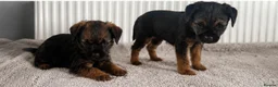 Border Terrier dogs for sale: Two Girl Border Terrier puppies in Slough - Advert 5