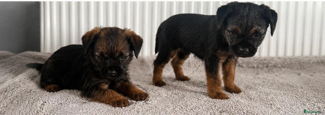 Border Terrier dogs for sale: Two Girl Border Terrier puppies in Slough - Advert 5