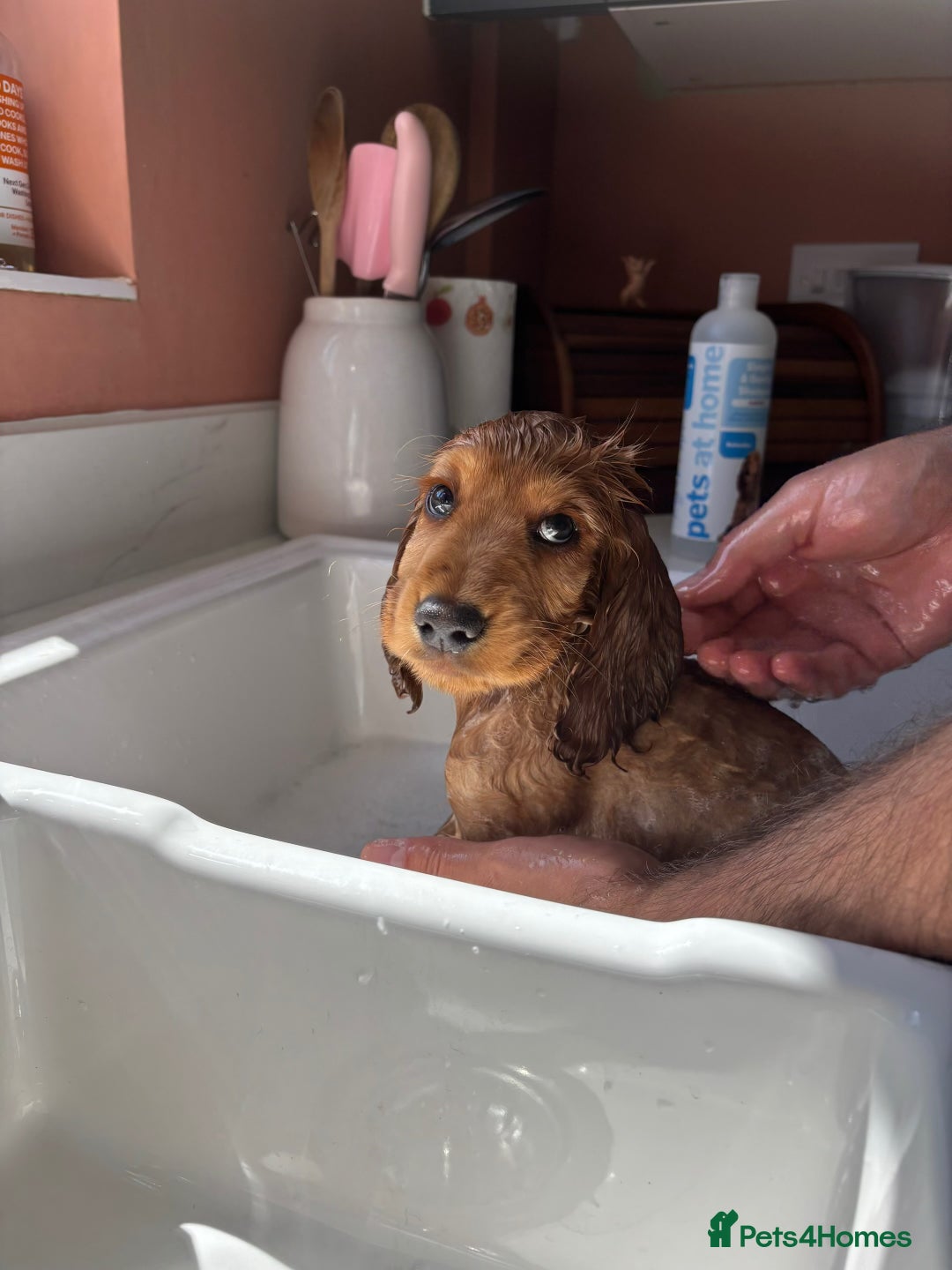 Cocker Spaniel dogs for sale: 14 Week Old Cocker Spaniel Puppy - Image 10