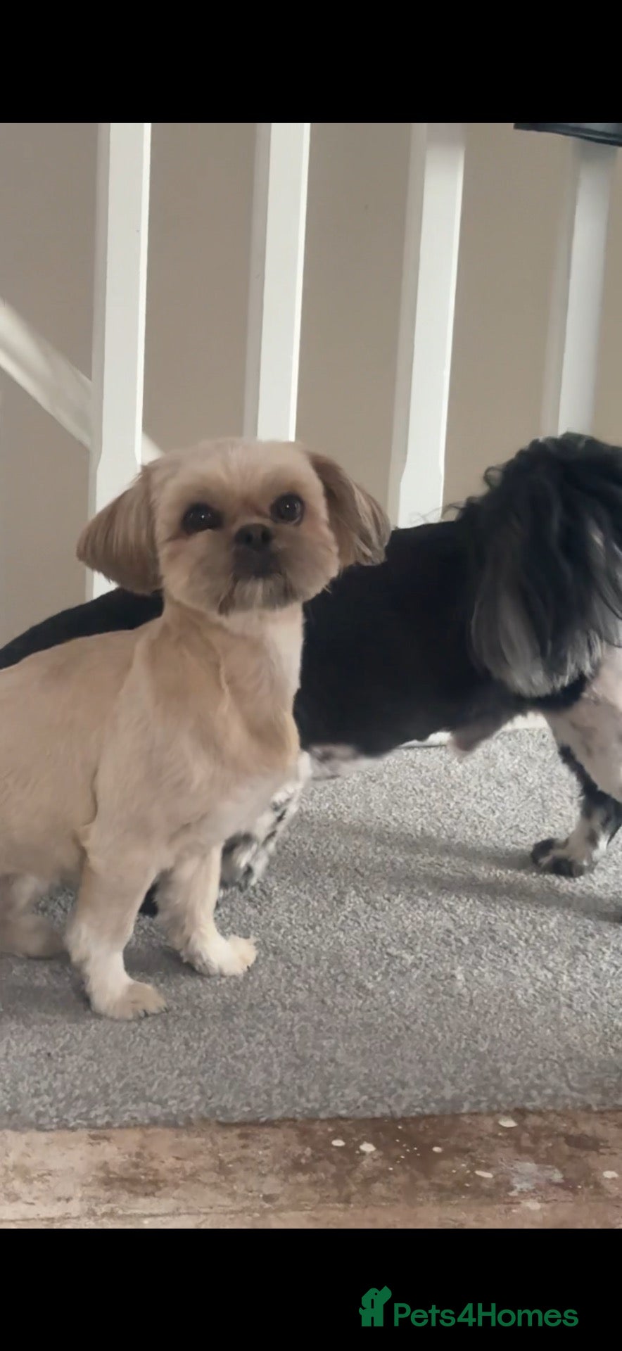 Shih Tzu dogs 🐶 Adorable Shih Tzu Puppies for Sale 🐶  - Advert 2