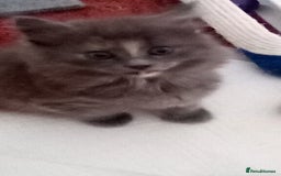Maine Coon cats for sale: Maine coon kitten - Image 7