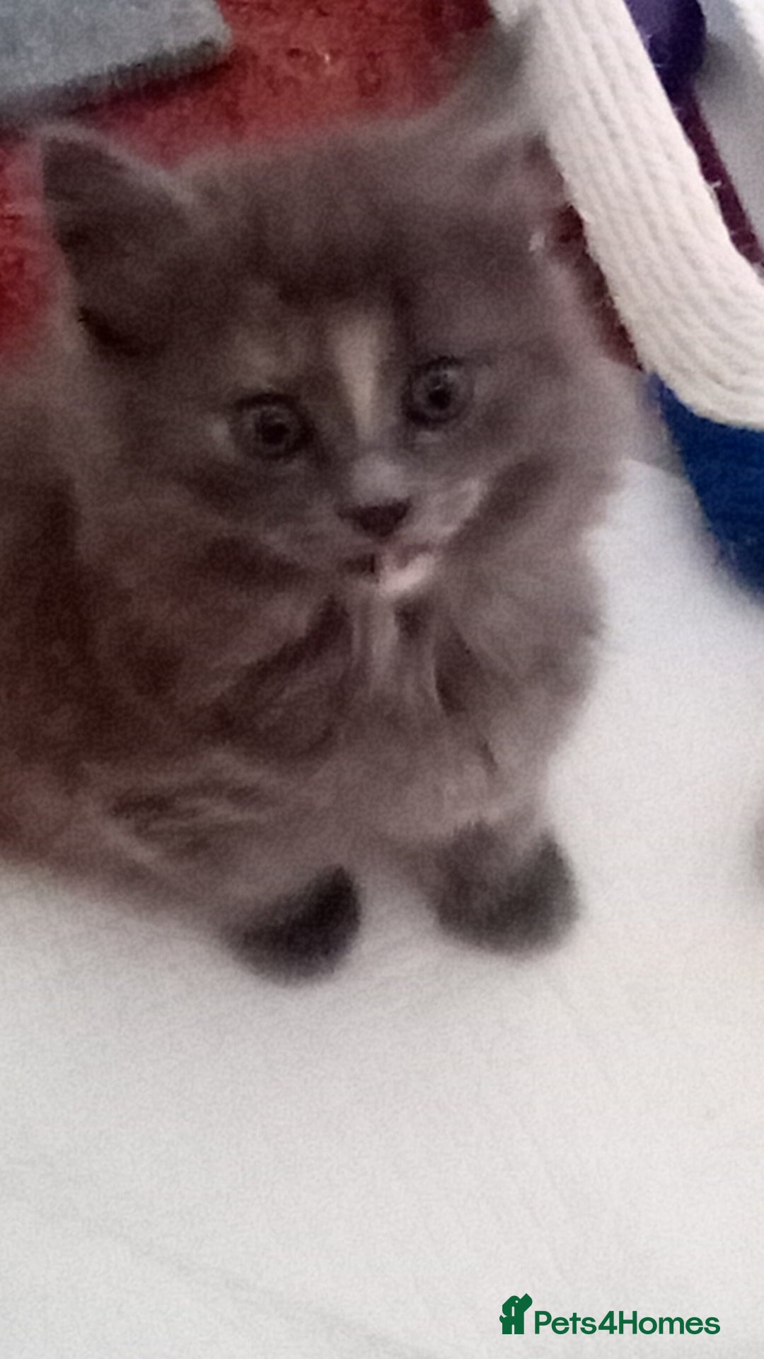 Maine Coon cats for sale: Maine coon kitten - Image 7