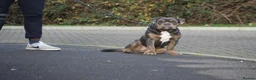 Olde English Bulldogge dogs for sale: Olde English bulldog 7 month - Advert 3